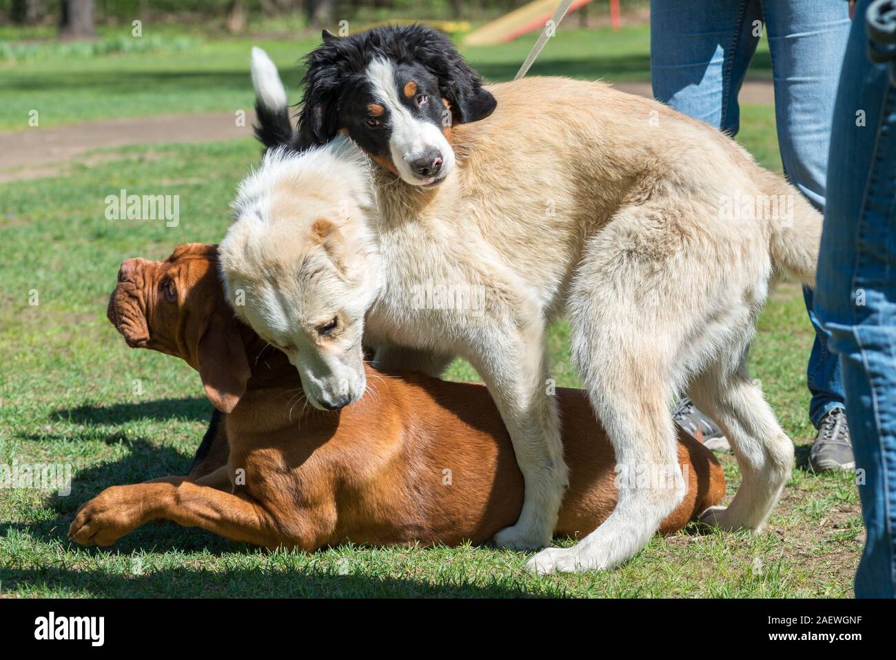 Kämpfen oder Spielen von drei Hunde sonnigen Tag Stockfoto