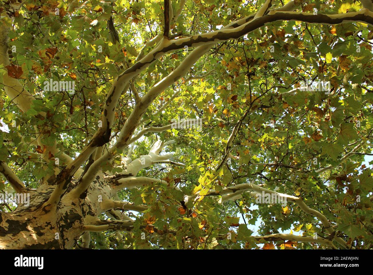 Hartholz baum Draufsicht Stockfoto