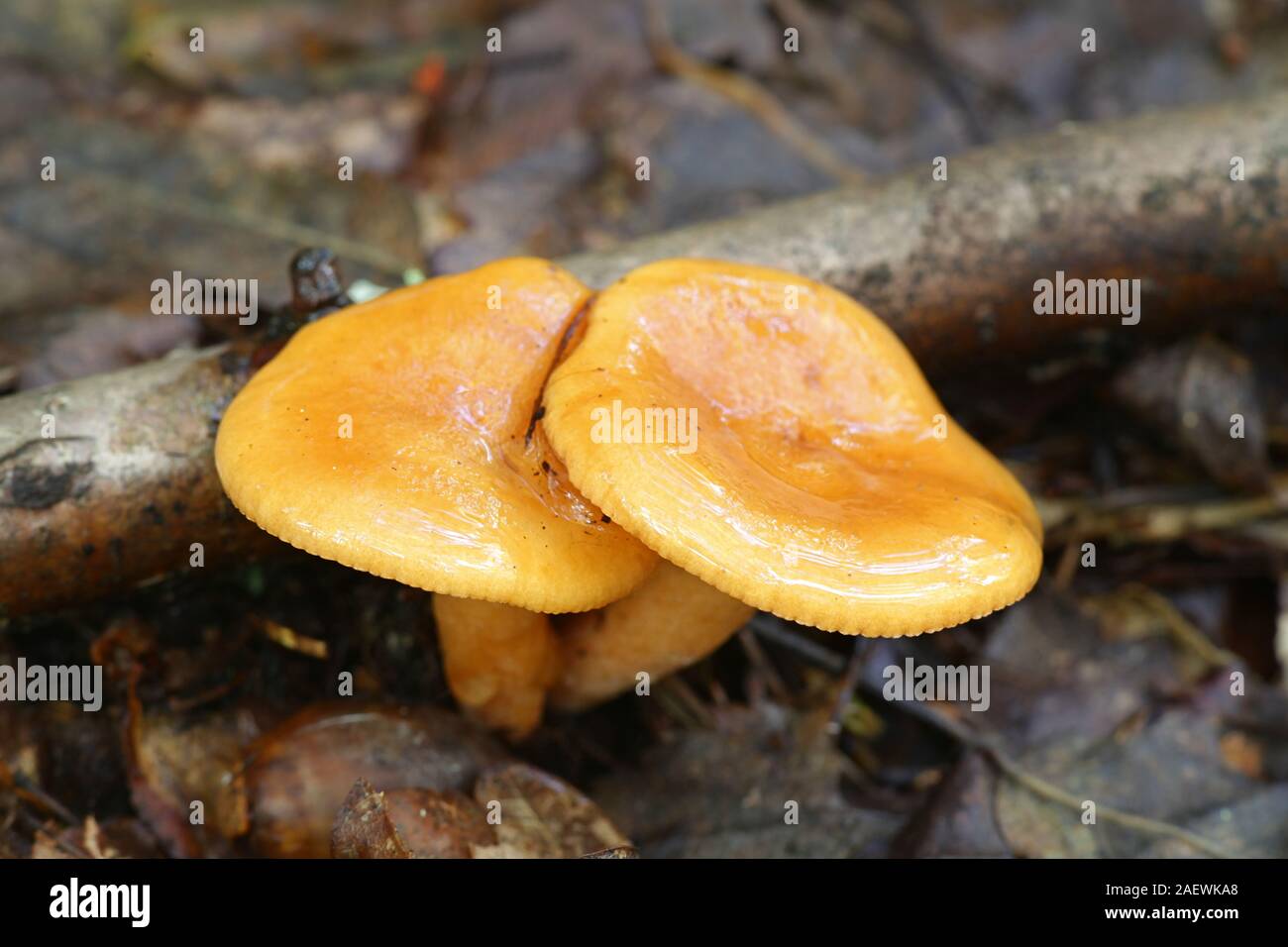 Lactarius milkcap aurantiacus, wie Orange oder Orange Milch bekannt-cap, wilde essbare Pilze aus Finnland Stockfoto