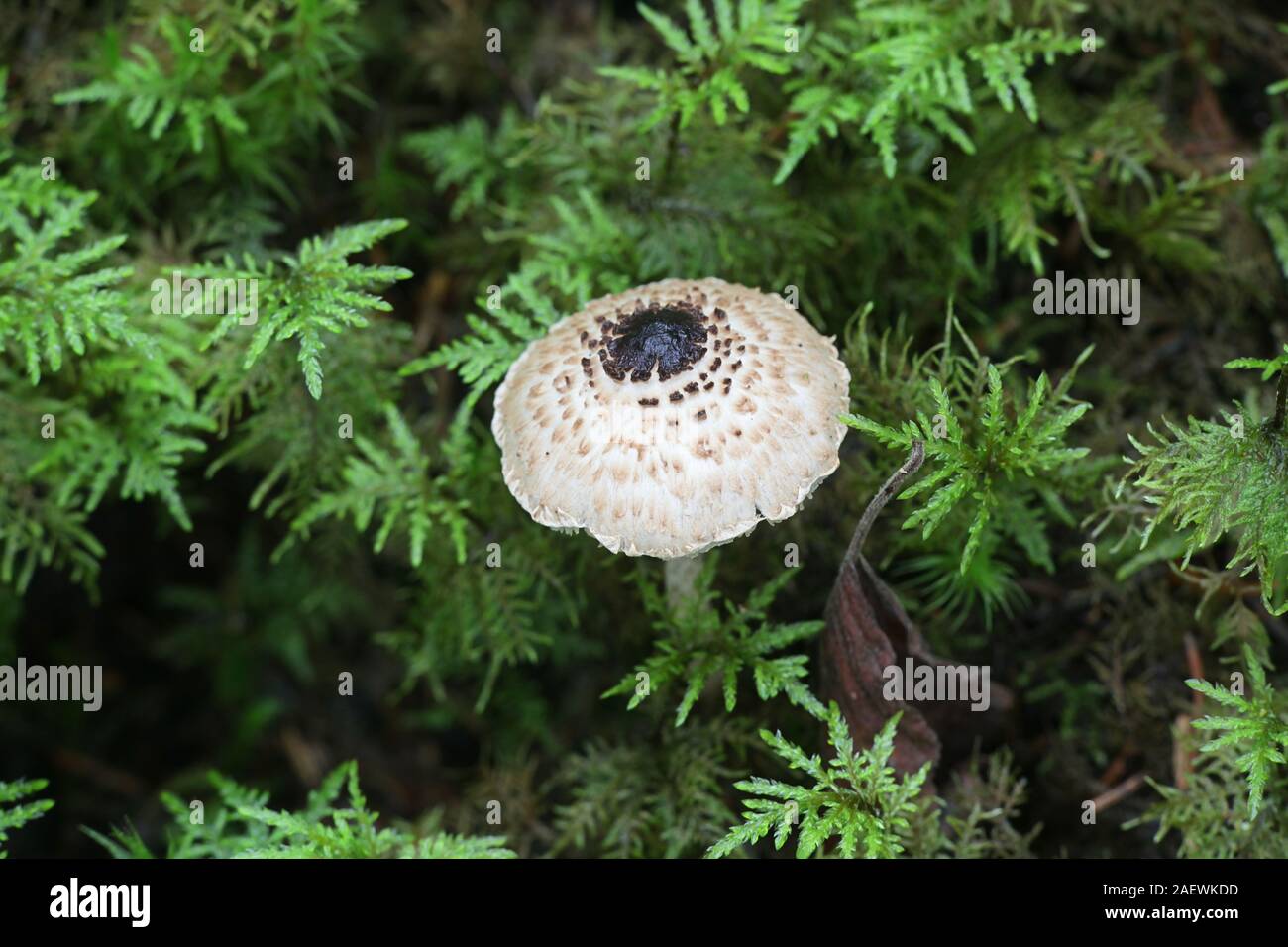 Lepiota Felina, die gemeinhin als Katze Dapperling, wilde Pilze aus Finnland bekannt Stockfoto