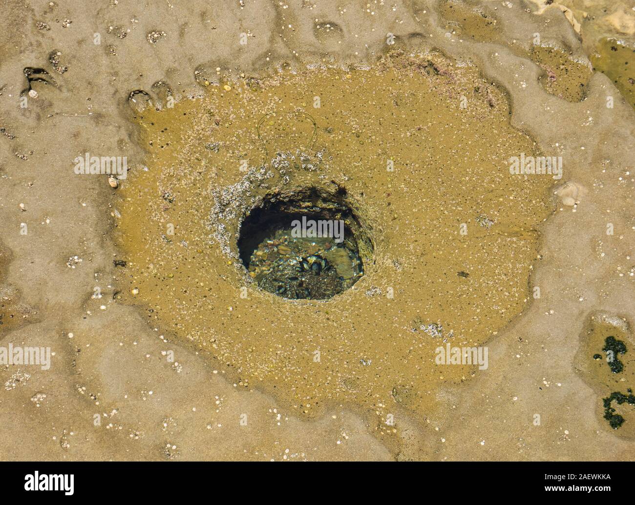 Eine kleine Sand Loch in den Meeresboden mit Muscheln in der La Jolla Beach Stockfoto