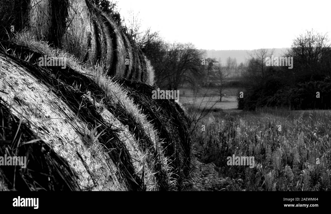 Gras auf alten verrotteten Strohballen im Abendlicht in Schwarz und Weiß Stockfoto