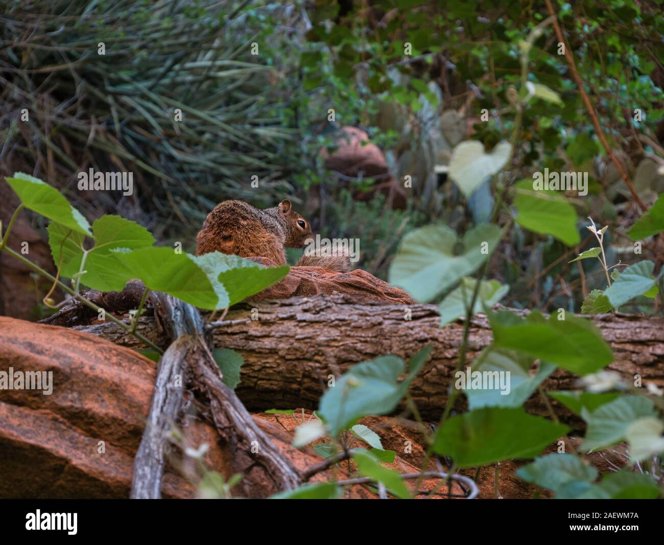 Ein rot braun Eichhörnchen sitzt auf einem roten Stein im Wald Stockfoto