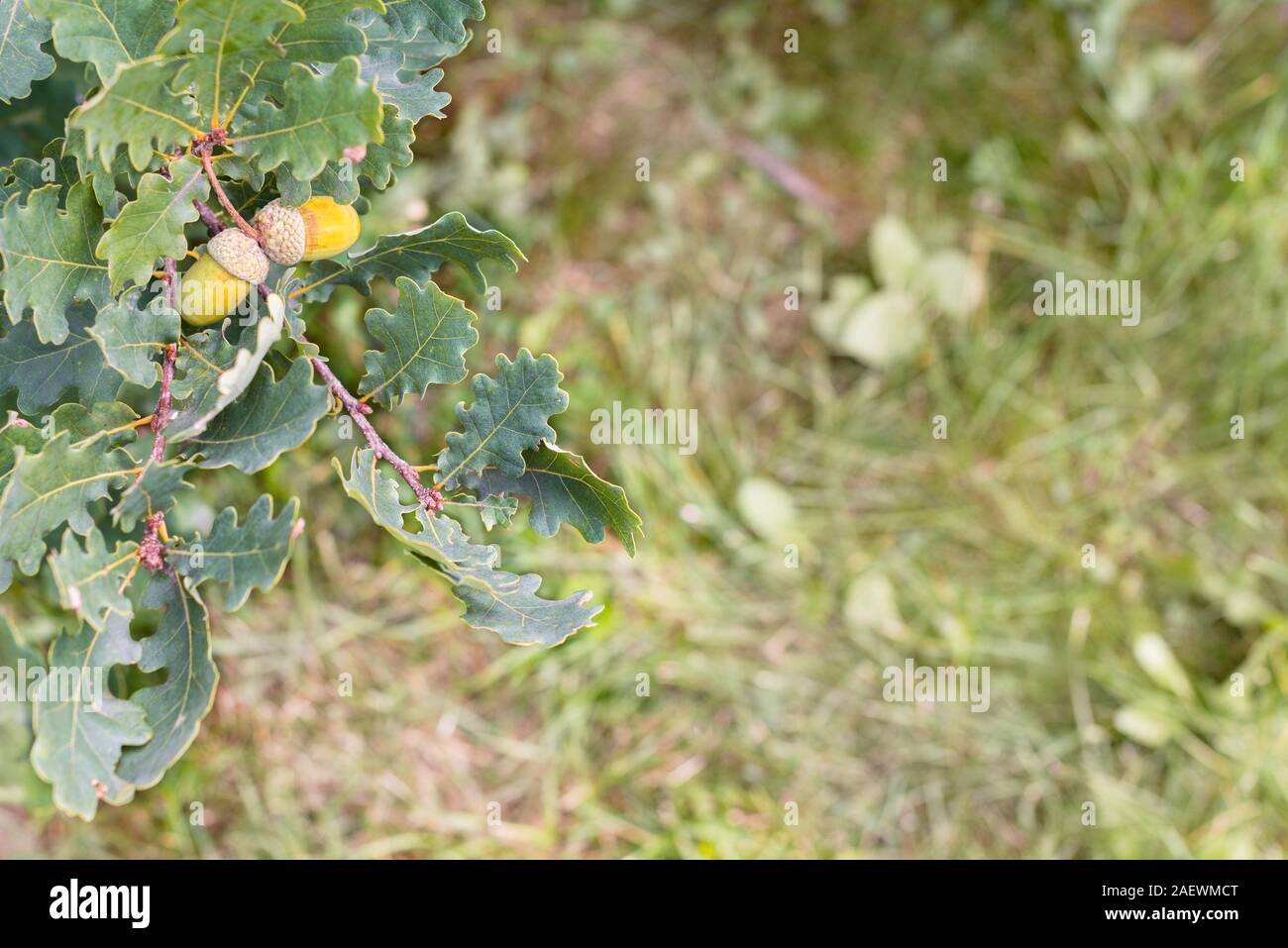 Große gelbe Eicheln auf Eiche grüne Blätter Gras Hintergrund Stockfoto