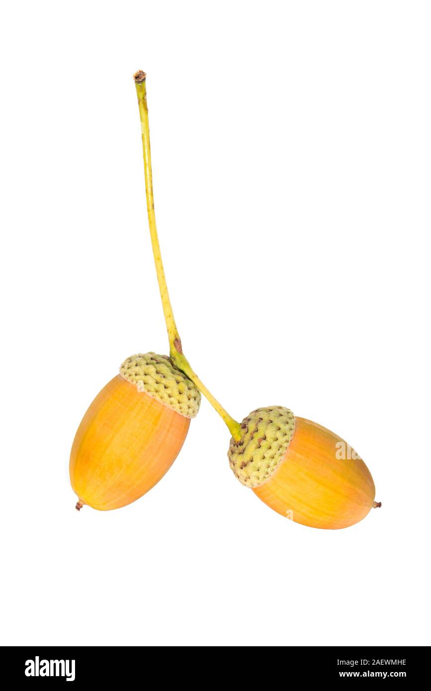 Zwei grosse Eiche gelb Eicheln auf Zweig closeup weißer Hintergrund Stockfoto