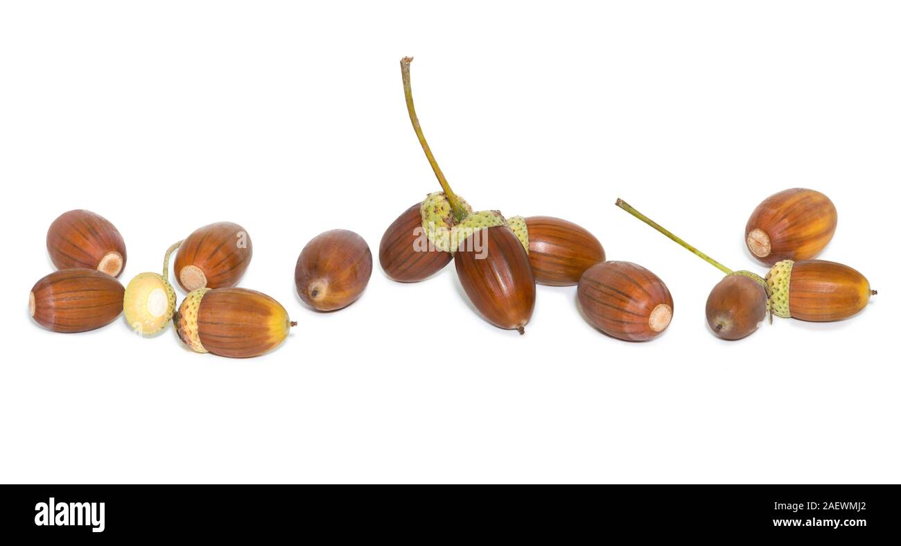Viele getrocknete Eiche braun Eicheln auf weißem Hintergrund closeup Stockfoto