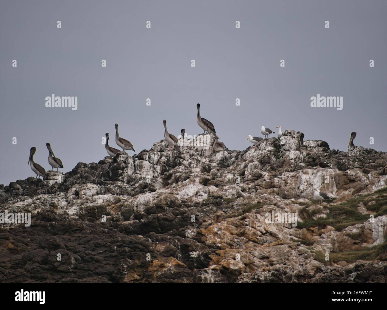 Ein Vogel Rock mit Pelikane und Möwen an der Westküste der USA Stockfoto