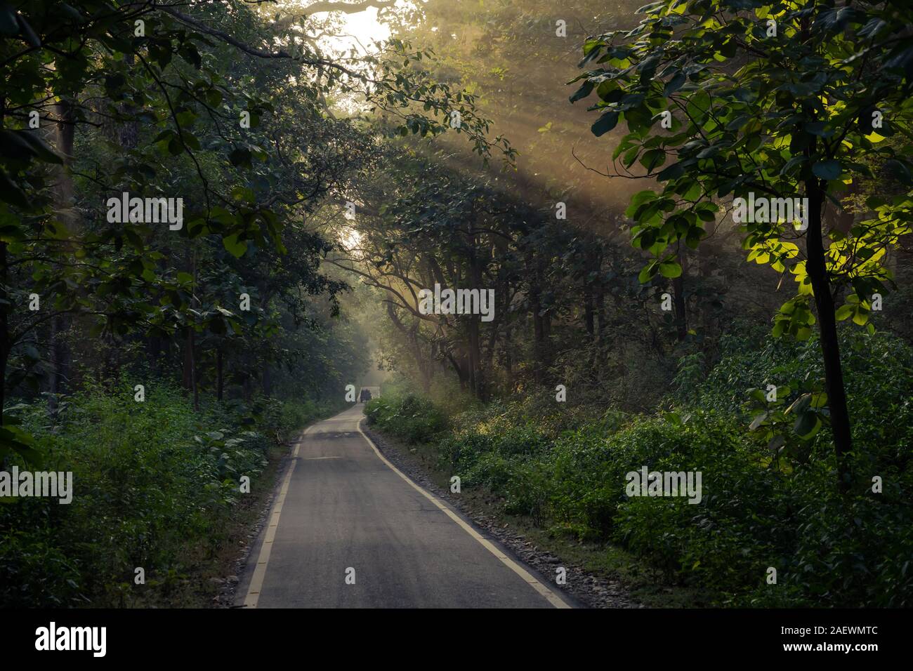 Straße in den Wald von Jim Corbett National Reserve führenden Stockfoto
