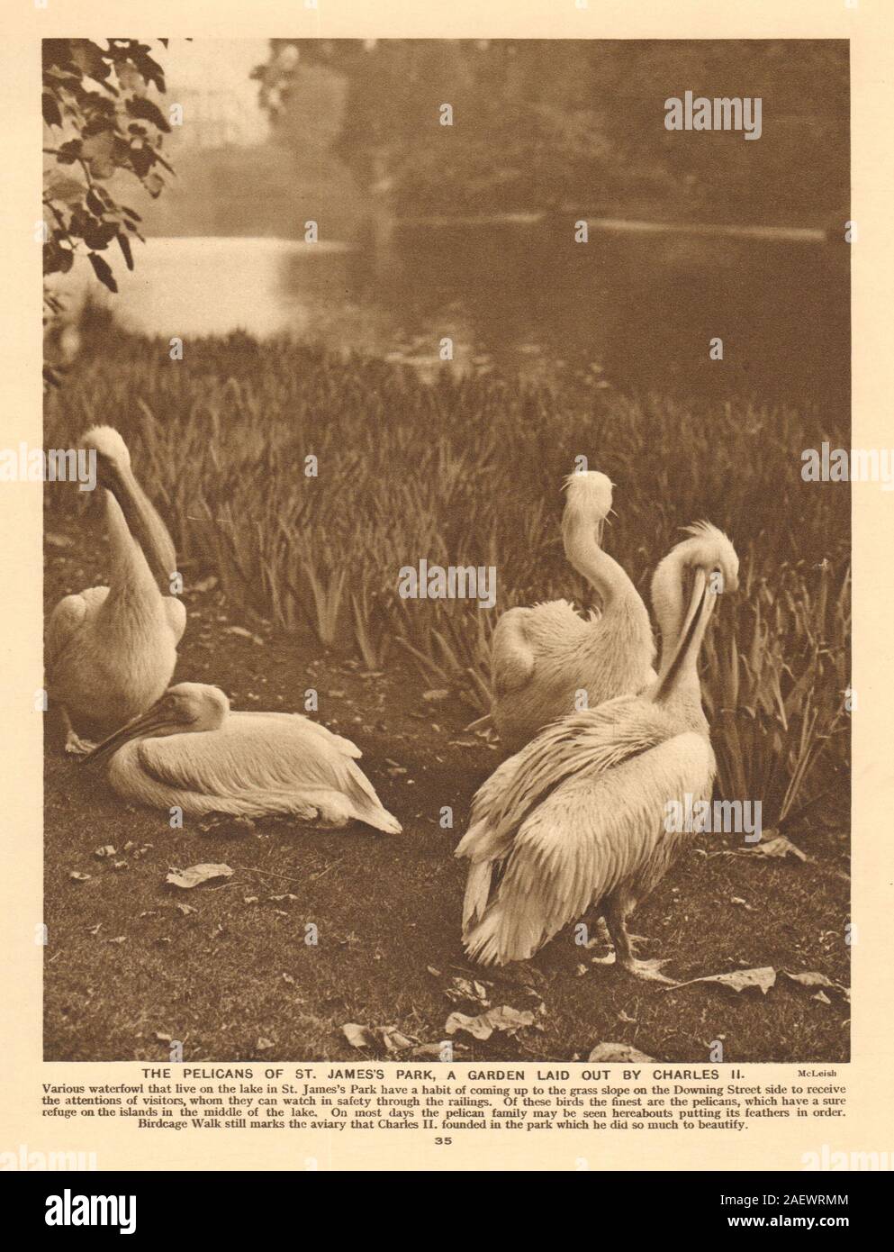 Die pelikane von St. James Park, ein Garten von Charles II alte Drucken 1926 gelegt Stockfoto