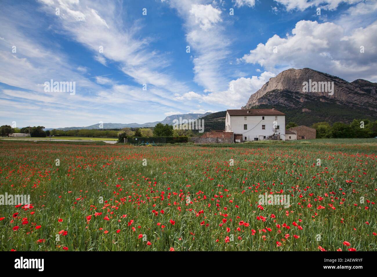 Mohnfeld in den spanischen Pyrenäen im Frühjahr Stockfoto