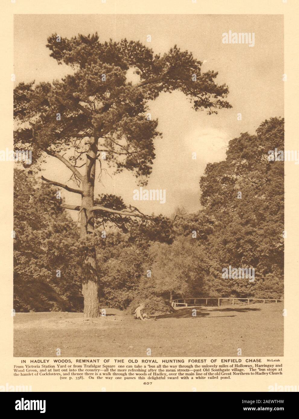 Im Hadley Holz, der königlichen Jagd Wald von Enfield Chase alten Drucken 1926 Stockfoto