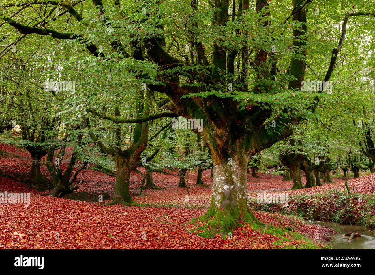 Landschaft im Herbst im Wald Stockfoto