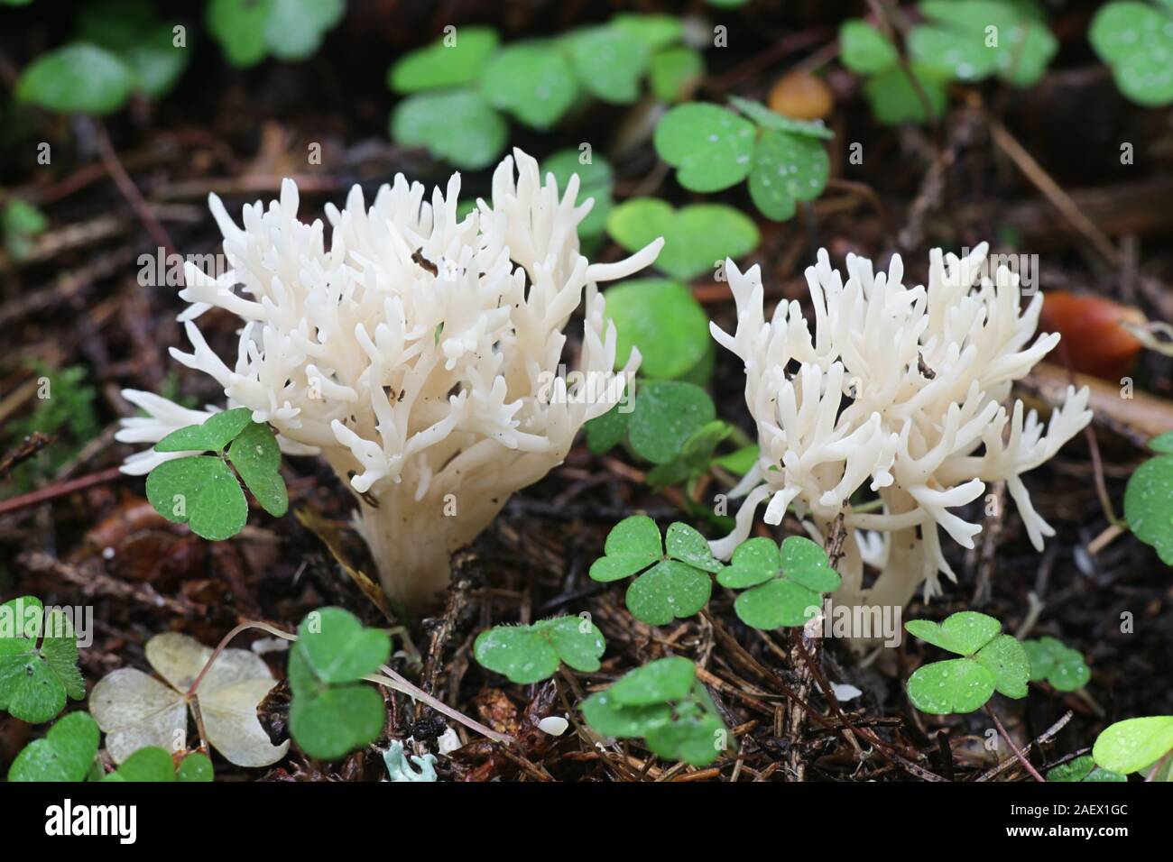Clavulina cristata, wie die weiße Koralle Pilz oder die Crested coral Pilz bekannt, Pilze aus Finnland Stockfoto