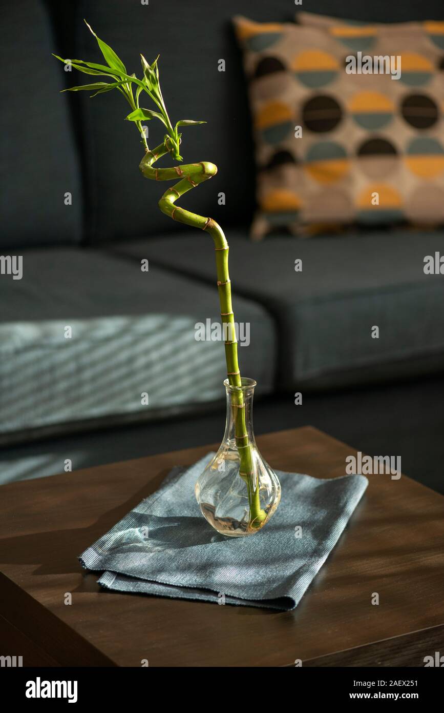 Natürliche Umgebungslicht minimale Home Interior mit dekorativen Pflanzen in Glas Vase auf Holztisch und blauen Sofa. Stockfoto