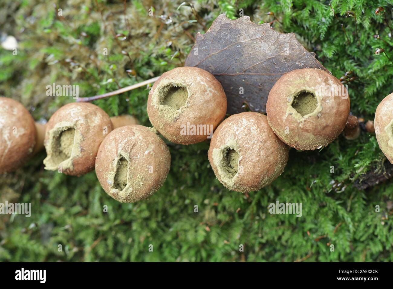 Lycoperdon pyriforme, bekannt als die pear-shaped puffball oder stumpf Puffball, wilde Pilze aus Finnland Stockfoto