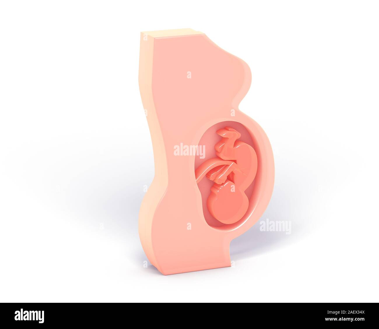 3d-Abbildung der Schwangerschaft, grafische Darstellung des Inneren der Gebärmutter. Mit den menschlichen Fötus mit der Nabelschnur. Stockfoto