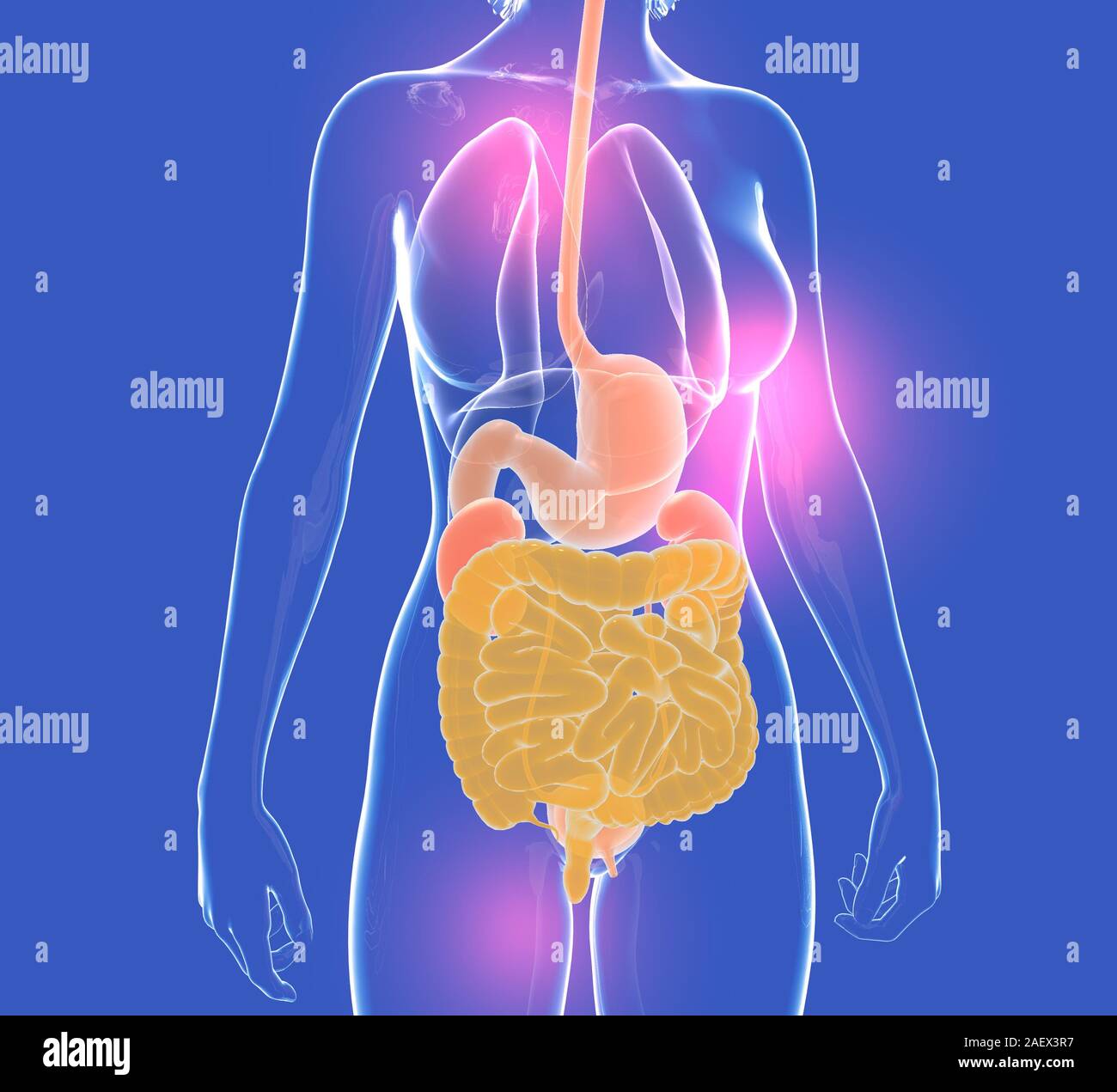 Illustration Female Internal Organs Stockfotos &amp; Illustration Female