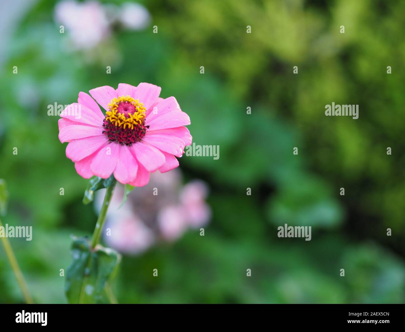 Rosa Gerbera, Barberton daisy flower auf entgratet der Natur Hintergrund Platz für Kopie schreiben Stockfoto