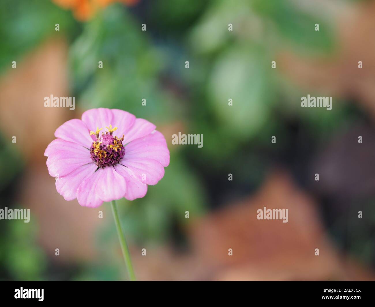 Rosa Gerbera, Barberton daisy flower auf entgratet der Natur Hintergrund Platz für Kopie schreiben Stockfoto