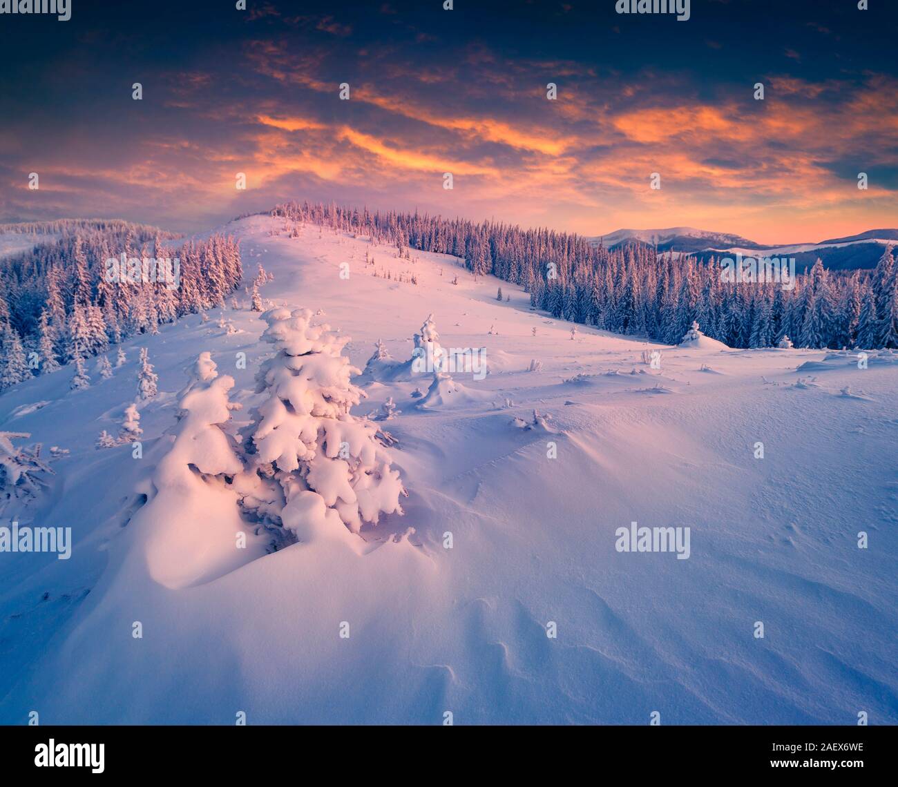 Eine halbe Stunde vor Sonnenaufgang. Bäume und Berge leuchtenden rosa Licht und Zeit kommen von Märchen im Winter Berge. Karpaten, von gorgan Ridge, Uktra Stockfoto