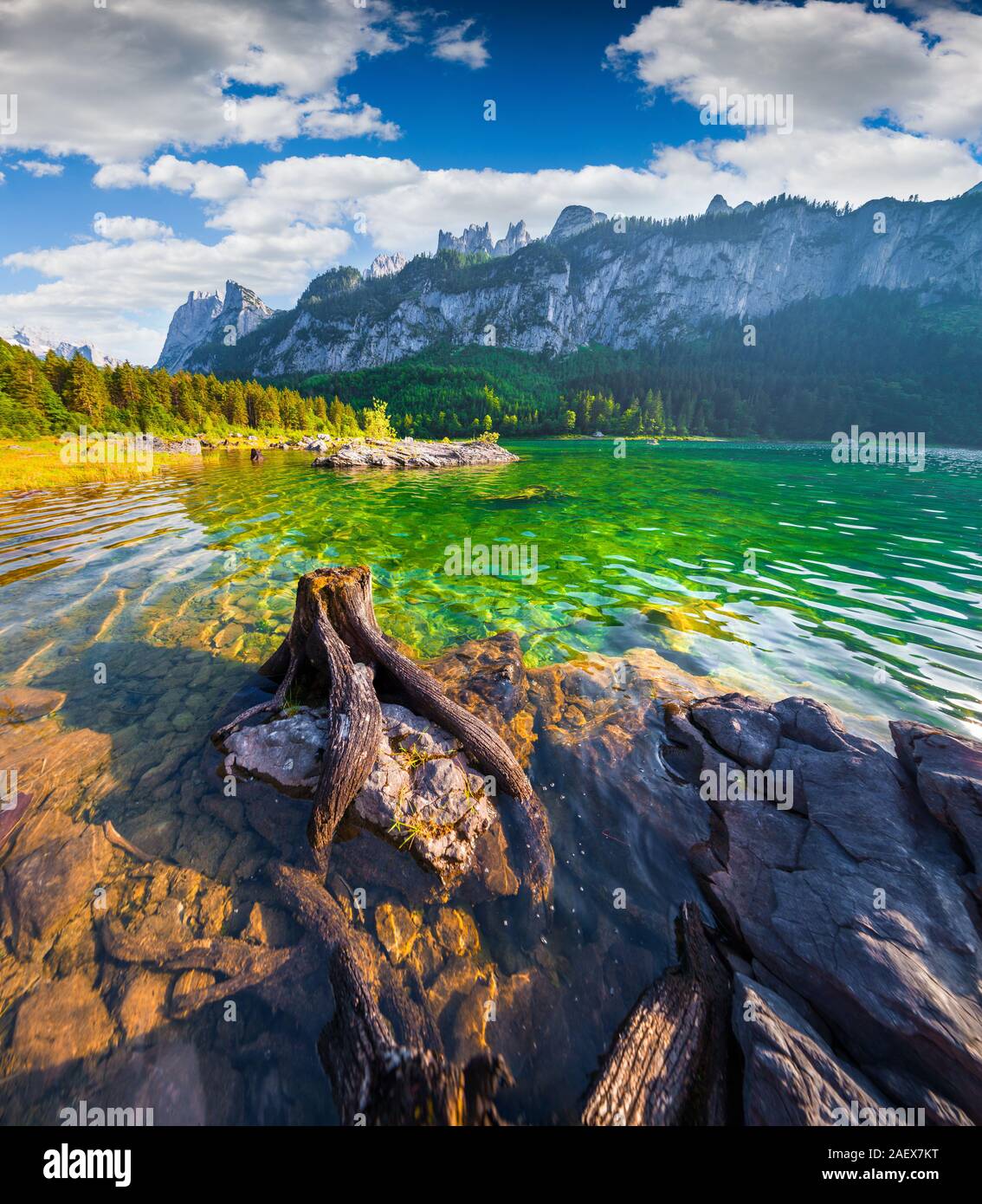 Alte Wurzeln in das reine Wasser des vorderen Gosausee in den österreichischen Alpen. Österreich, Europa. Breite Angl. Stockfoto