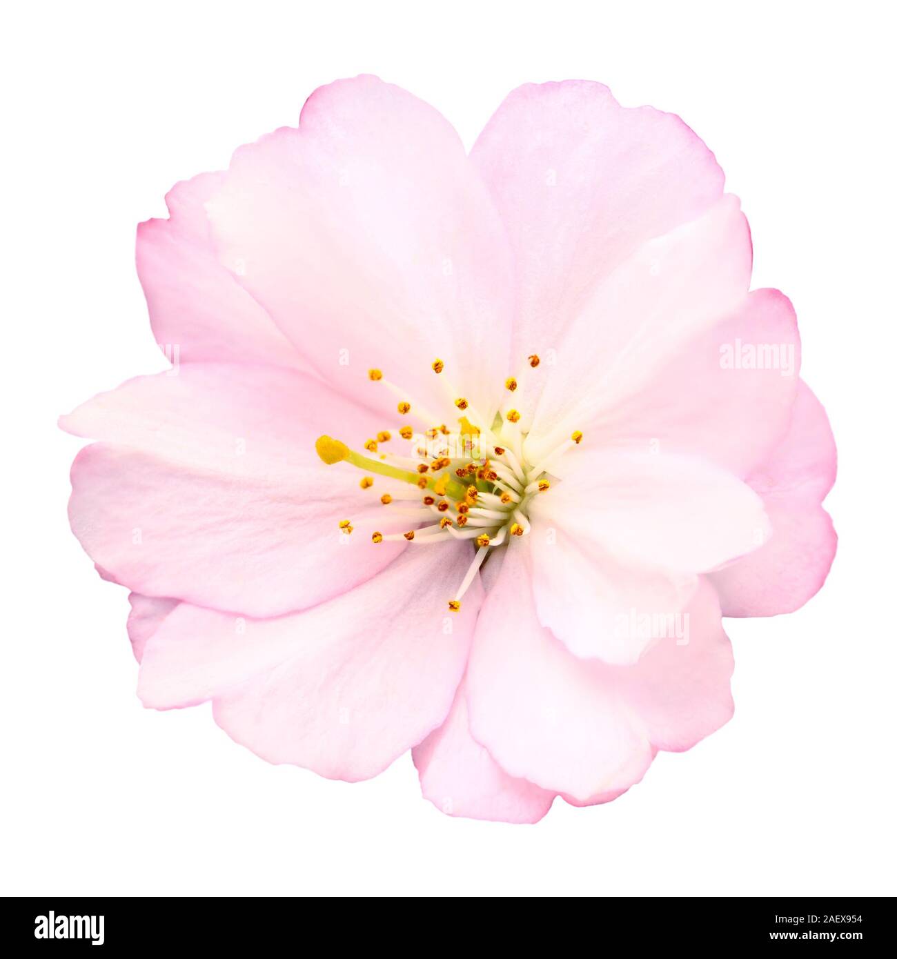 Nahaufnahme einer zarten hellen rosa Kirschblüte auf weißem Hintergrund Stockfoto