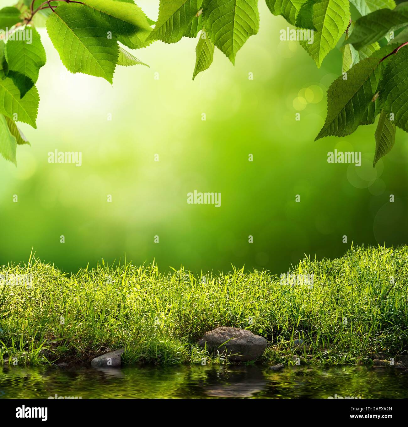 Serene Hintergrund mit Gras, Blätter, Steine und Wasser im Vordergrund über unscharf Bäume und Sonnenlicht Stockfoto