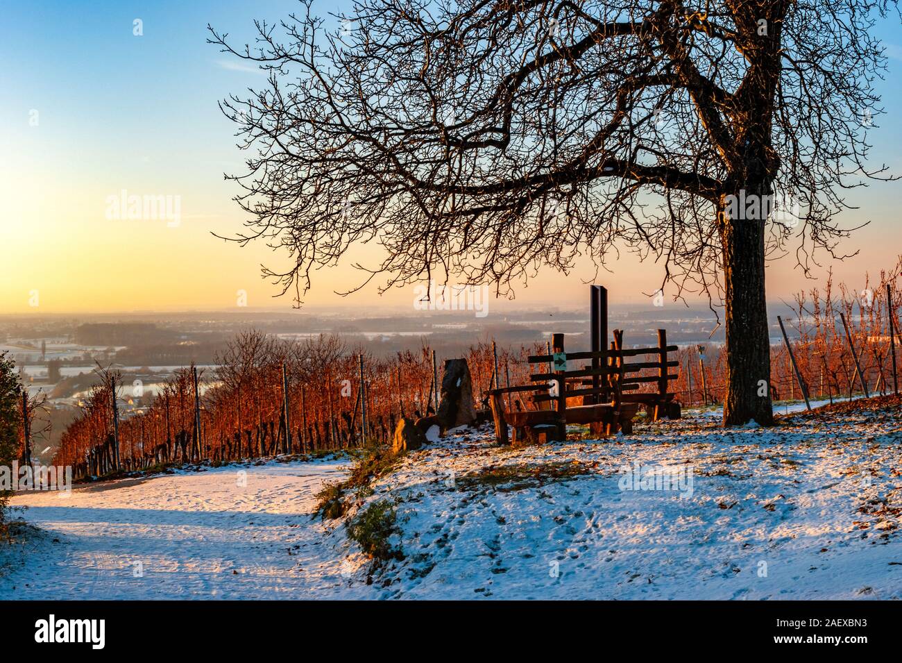 Weinberge im Winter, in der Nähe von Heppenheim, Deutschland Stockfoto