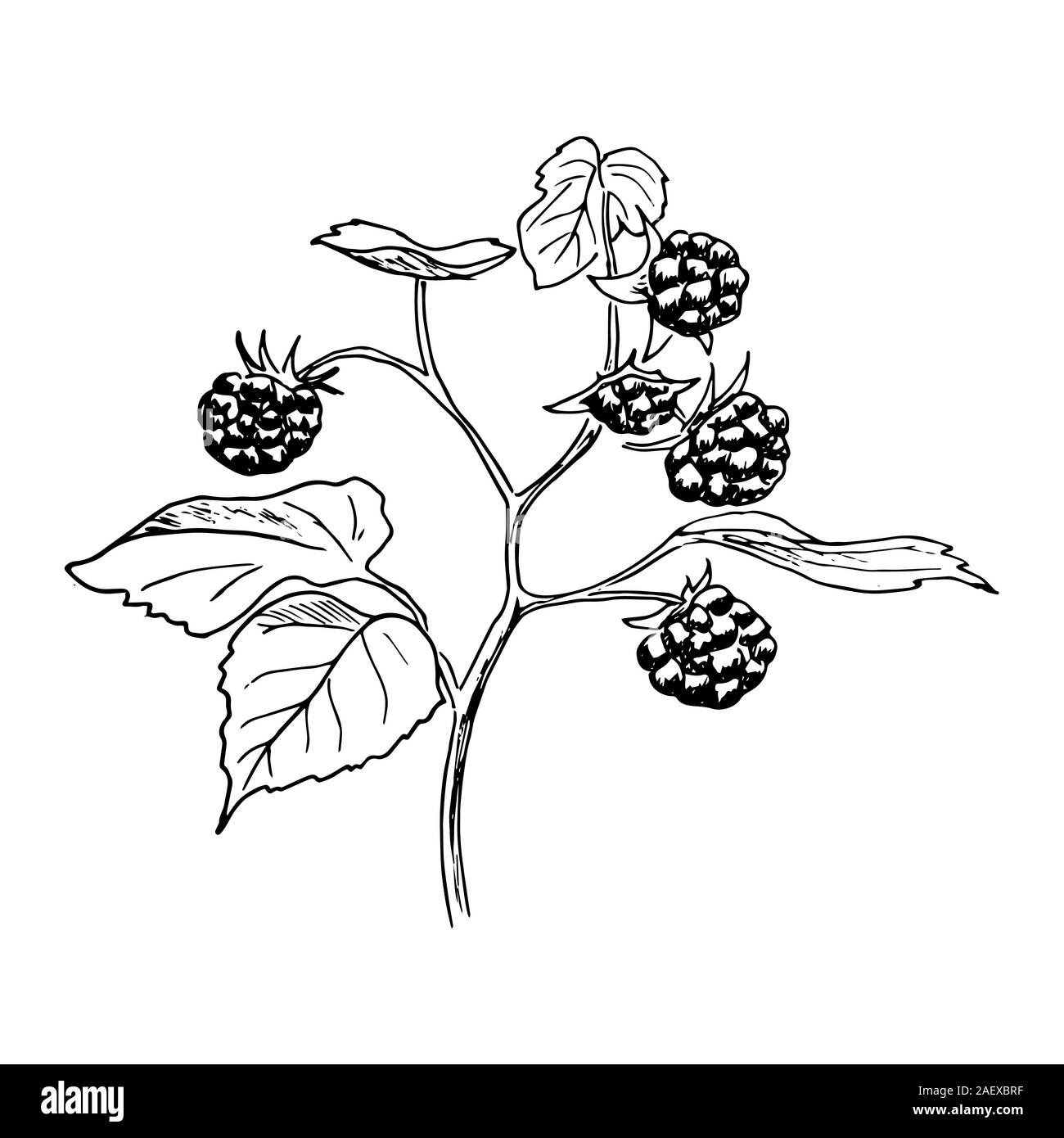 Reife Himbeeren auf dem Ast mit Blätter. Handskizze style Kugelschreiber Vector Illustration gezeichnet Stock Vektor