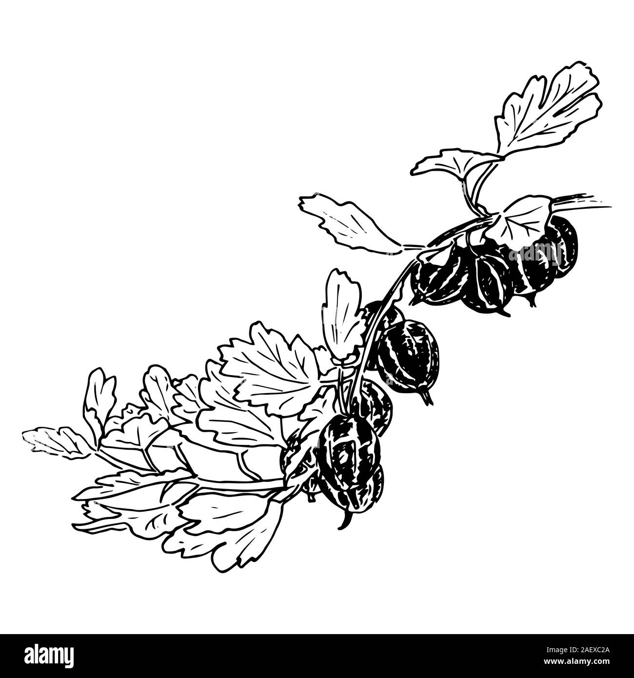 Frische reife Stachelbeeren und Blätter auf einem Zweig. Garten. Handskizze style Kugelschreiber Vector Illustration gezeichnet Stock Vektor