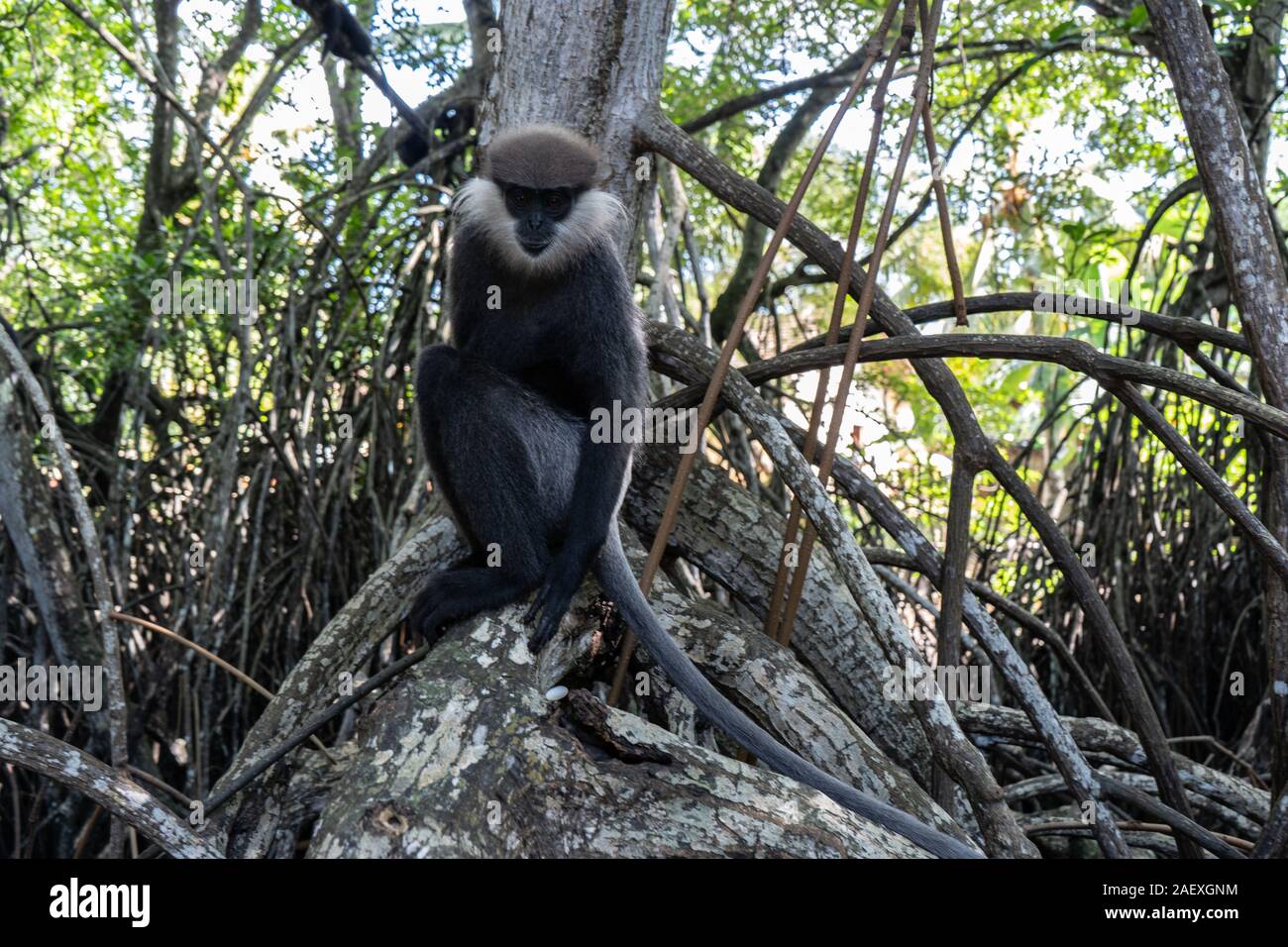 Ein Affe Rasse Mantled guereza sitzt auf einem Ast eines Liana. Stockfoto