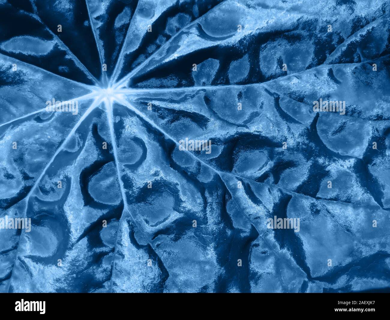 Kreative und Moody Farbe blau Laub natürlichen Blumen Blatt Textur Hintergrund. Stockfoto