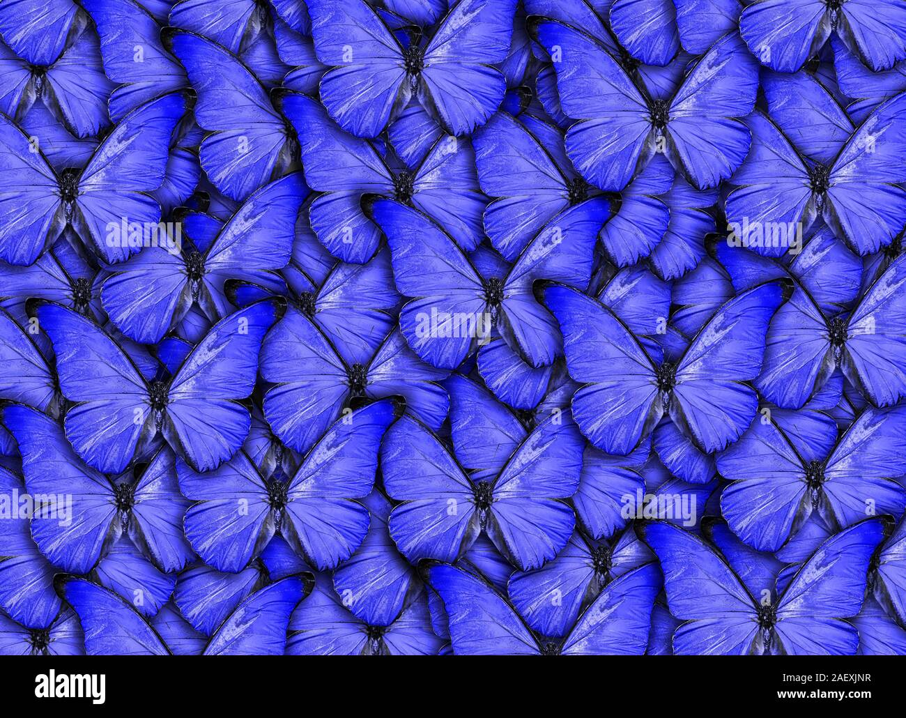 Schönen natürlichen Hintergrund mit viel vibrant blue Schmetterlingen. Photo Collage Kunst arbeiten. Eine hohe Auflösung Stockfoto