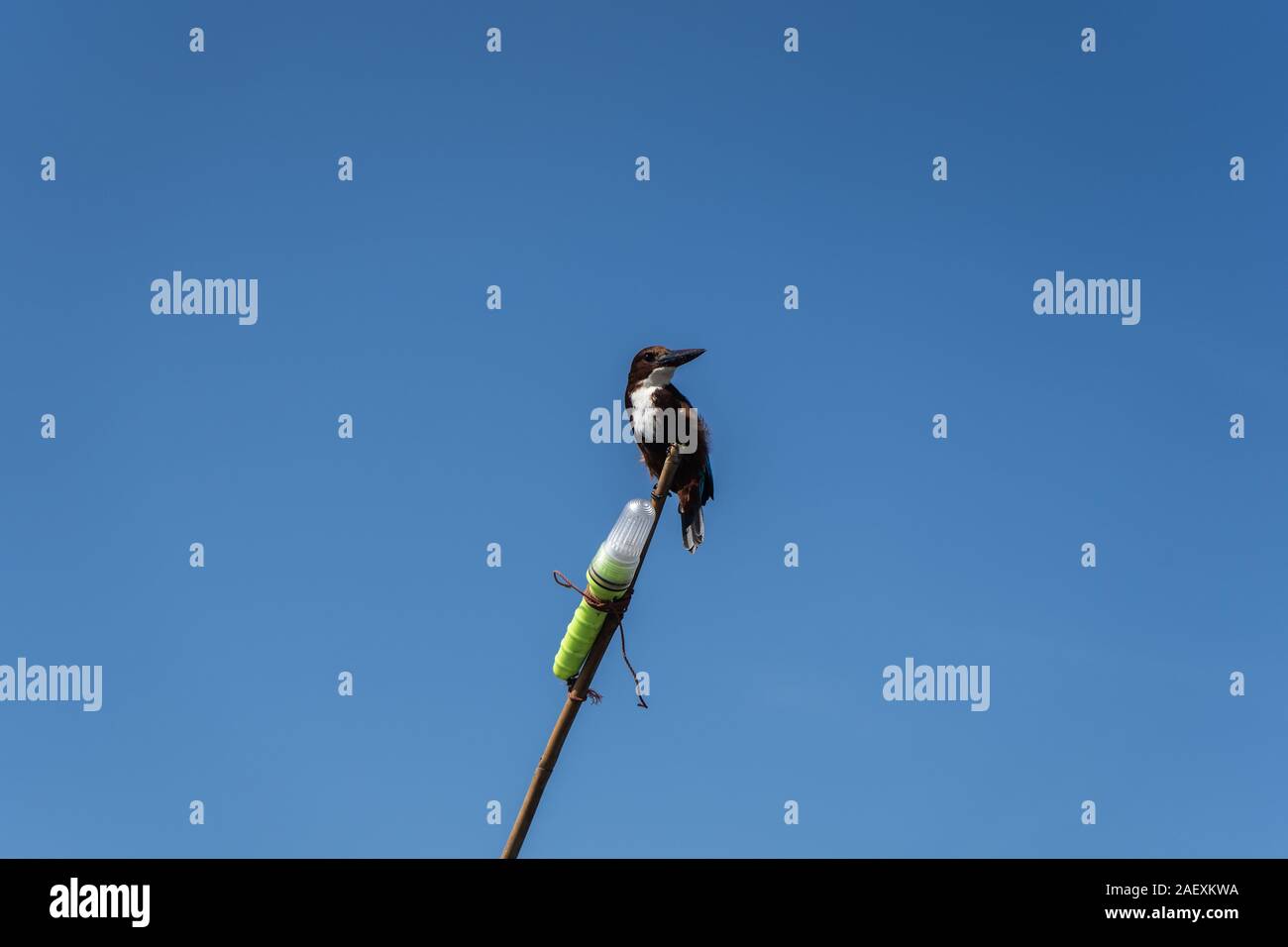 Der Eisvogel Vogel sitzt auf einem hausgemachten Angeln Leuchtturm. Close-up. Stockfoto