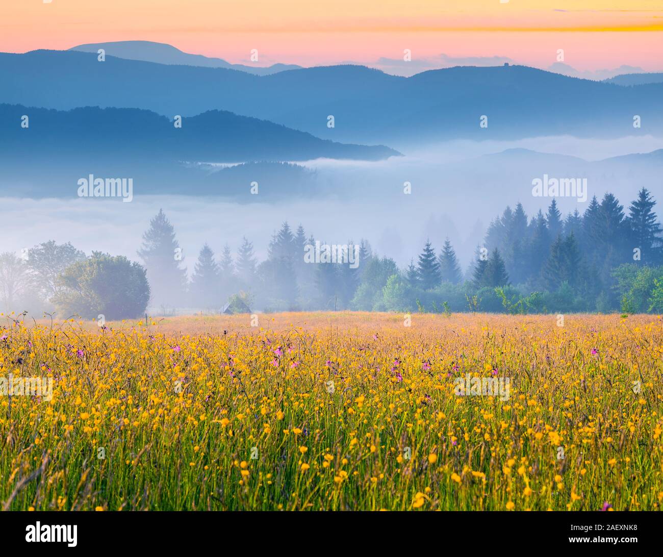 Farbenfrohe Sommer Sonnenaufgang im Nebel Karpaten. Transkarpatien, Ukraine, Europa. Stockfoto