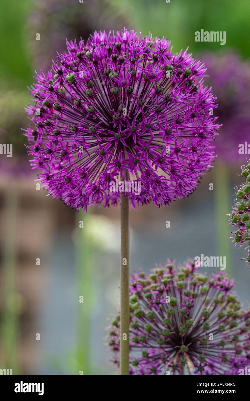 Schönen lila Riese Zwiebel, Allium giganteum mit grünem Hintergrund in Deutschland im Frühling Stockfoto