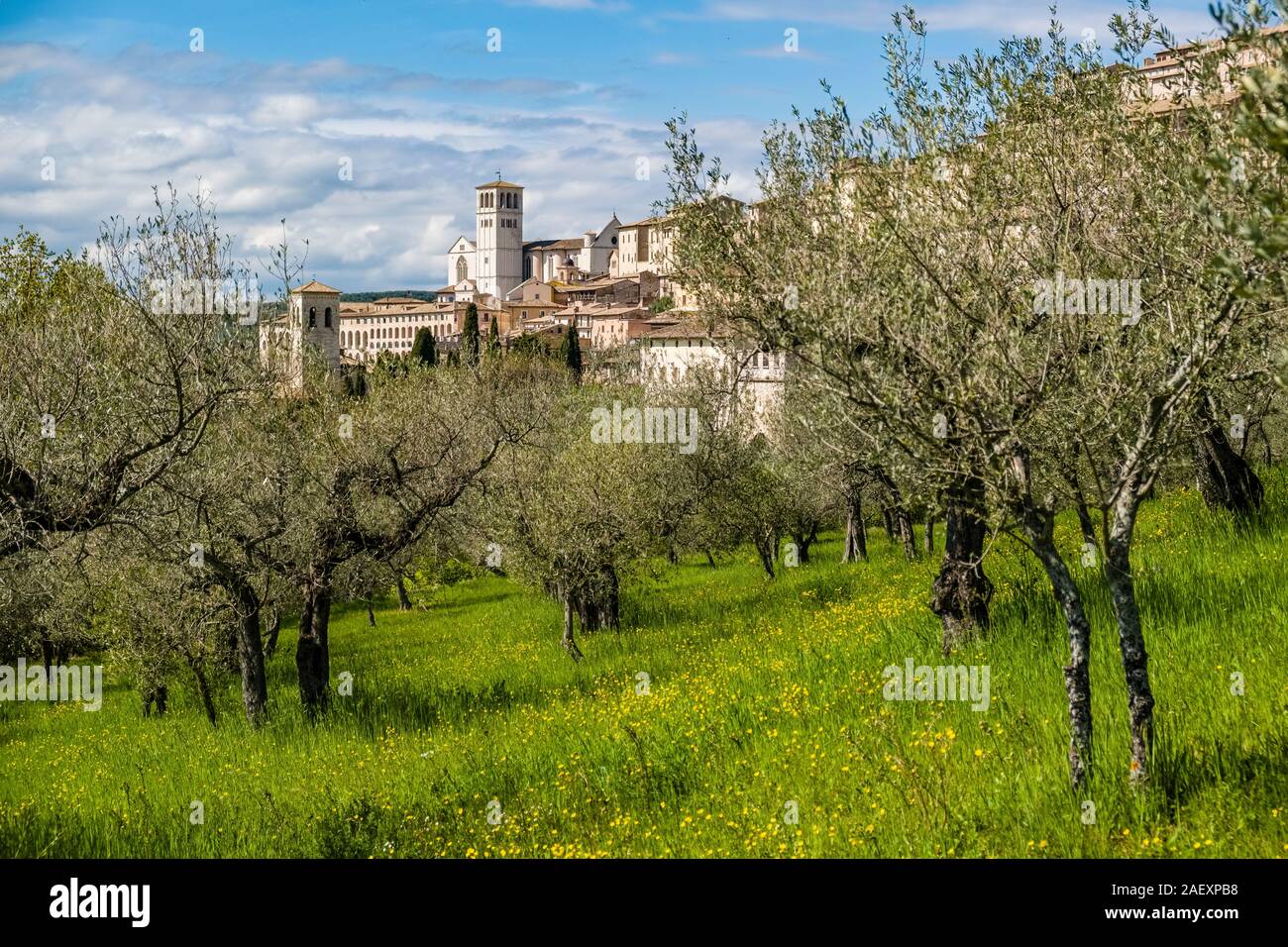 Basilika des Heiligen Franziskus von Assisi und die Häuser des mittelalterlichen Ortes, durch einen Olivenhain gesehen Stockfoto