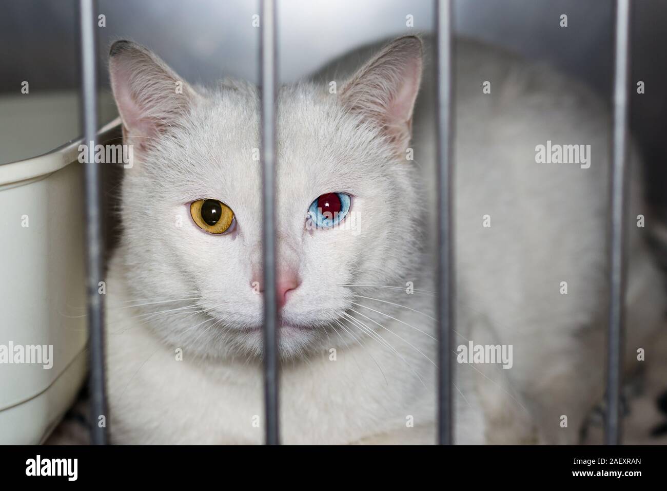 Katze mit Heterochromie Stockfoto