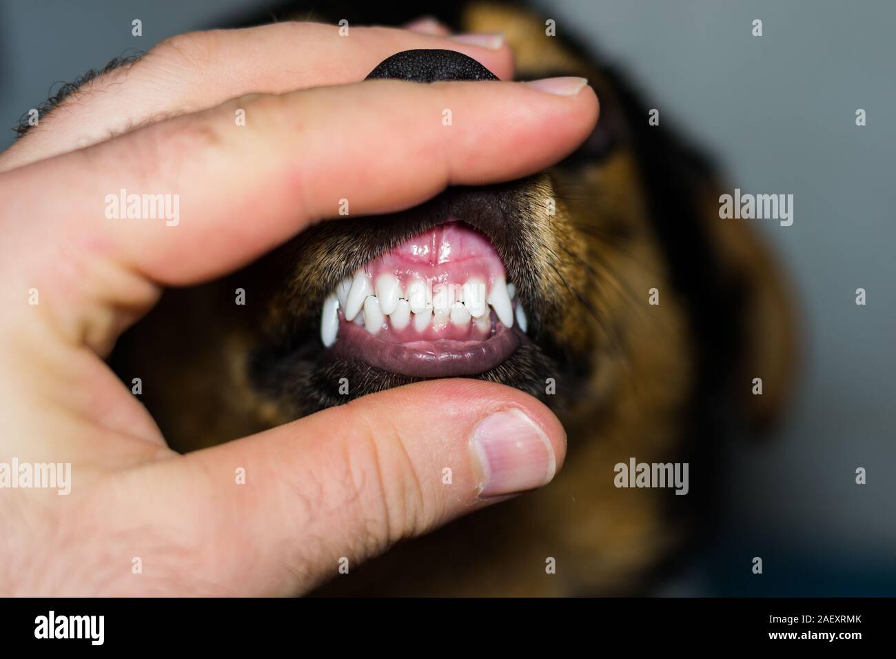 Neue Zähne in den Hund an den sechs Monate alt Stockfoto