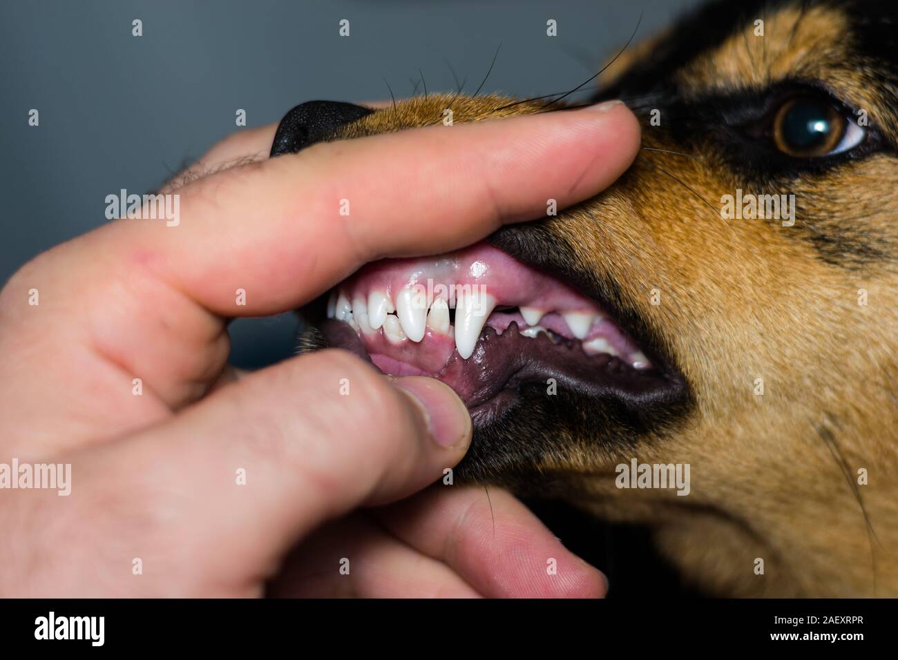 Neue Zähne in den Hund an den sechs Monate alt Stockfoto