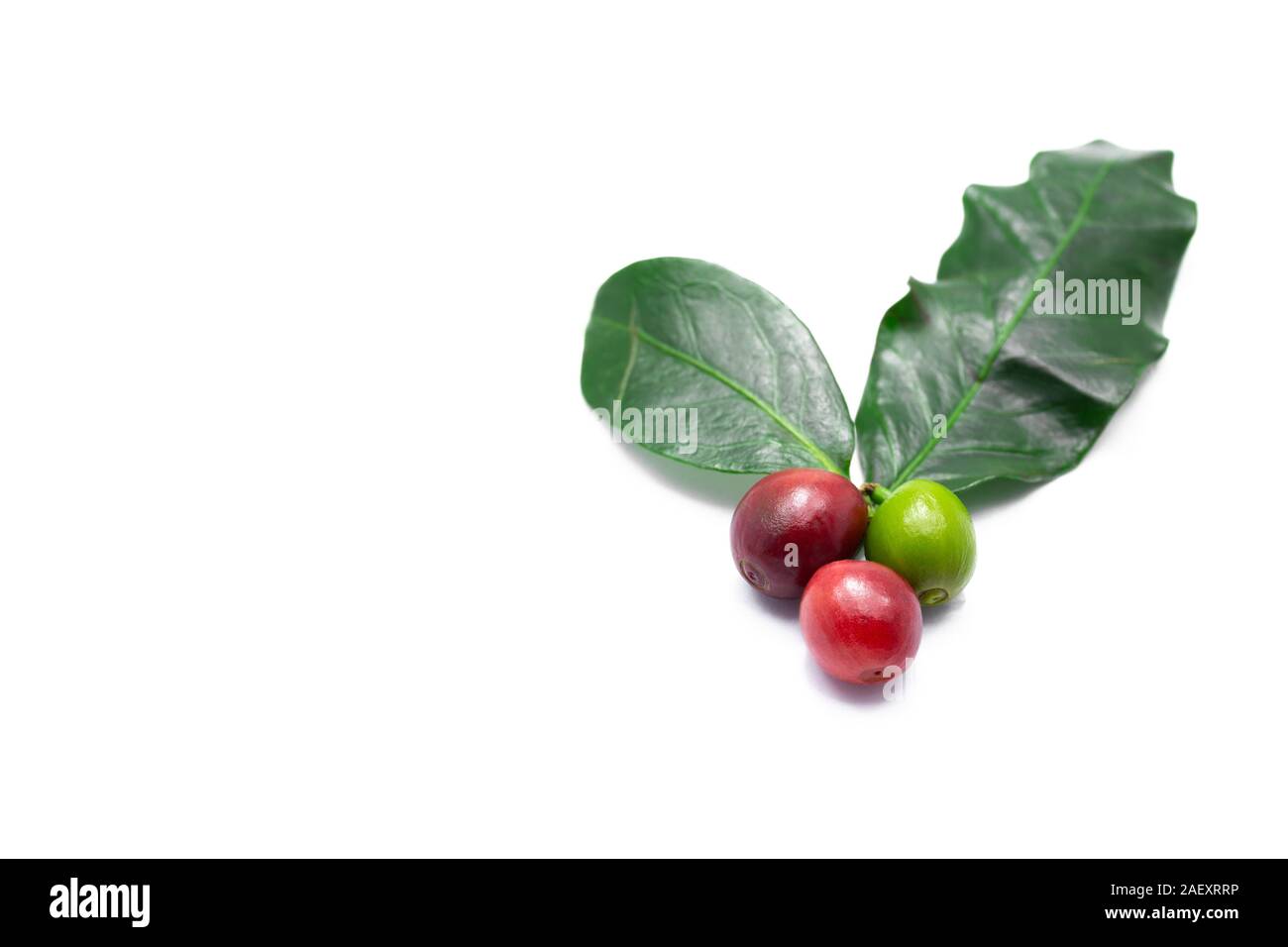 Frische rohe rote und grüne Kaffeebohnen mit Blatt auf weißem Hintergrund. Stockfoto