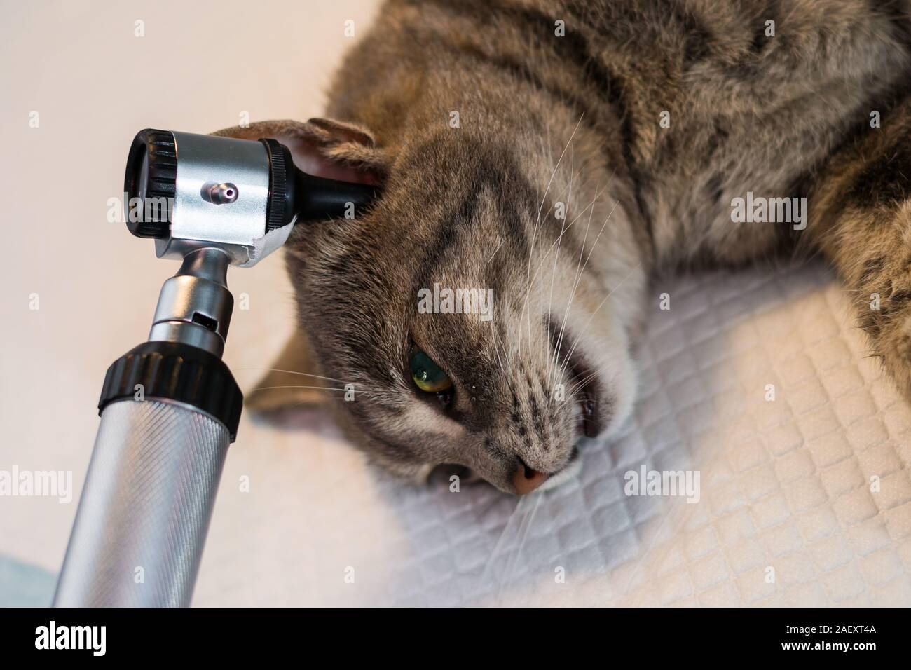 Otoscopic Prüfung in Cat an der Tierärztlichen Klinik Stockfoto