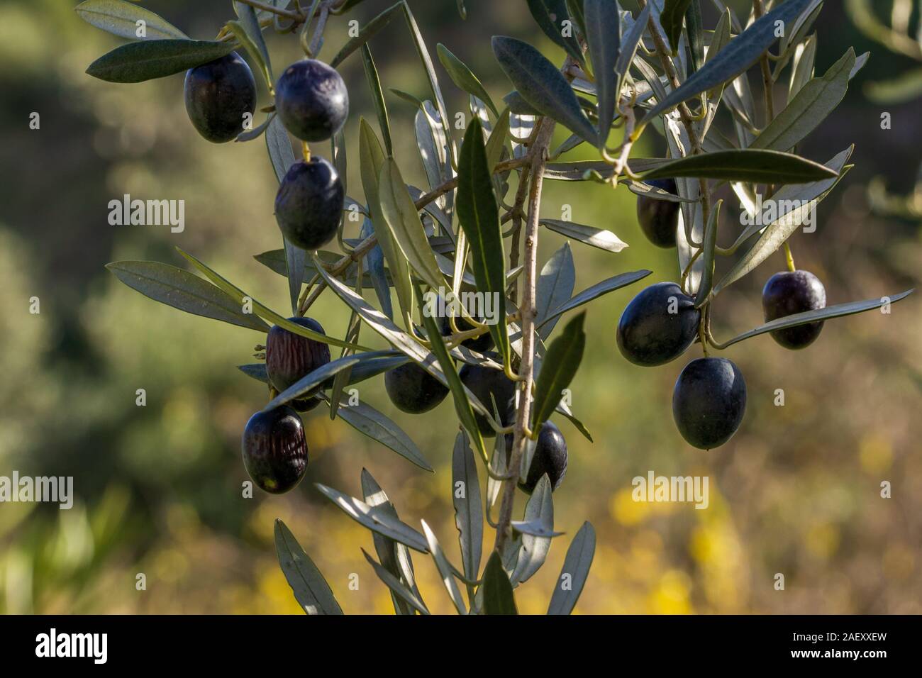 Olea europaea, schwarze Oliven auf dem Zweig Stockfoto