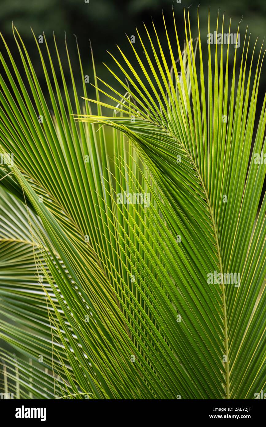 Palm verlässt. Costa Rica. Stockfoto