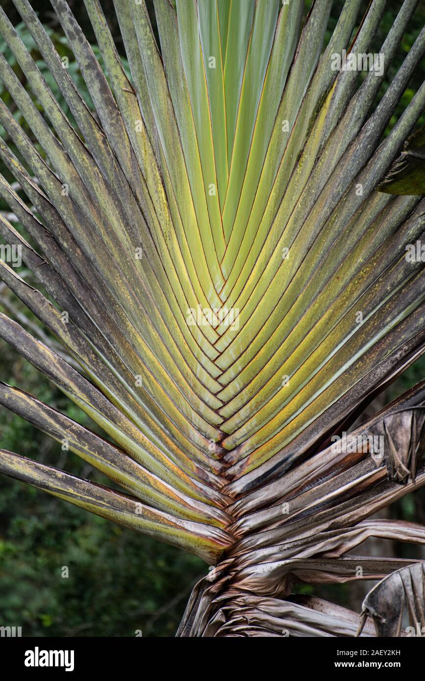 Traveller's Palm Tree: Ravenala madagascariensis. Costa Rica. Stockfoto