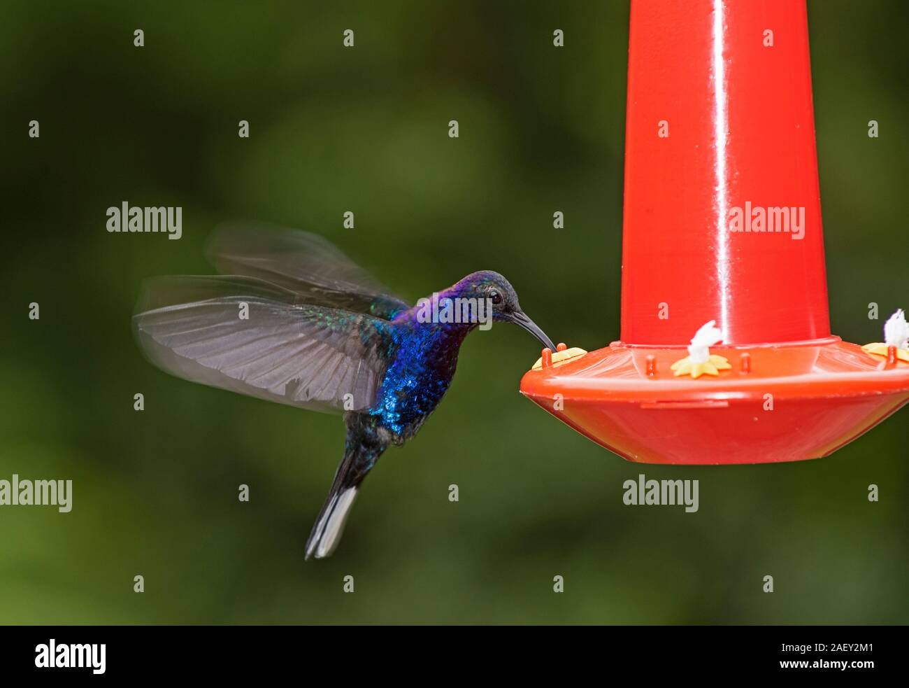 Violett Sabrewing Hummingbird: Campylopterus hemileucurus. Costa Rica. Am Schrägförderer. Stockfoto