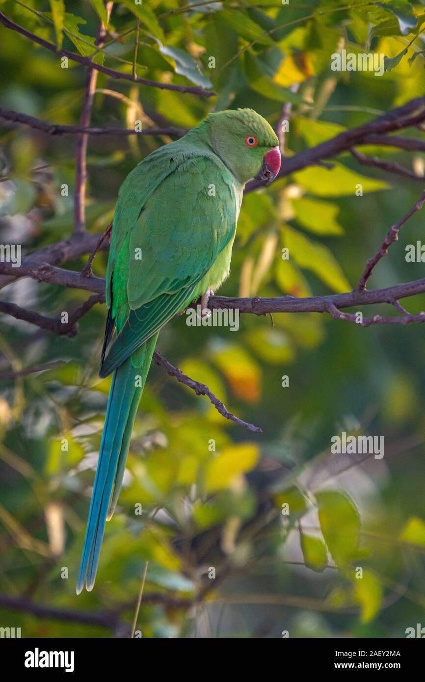 Indische Brücke Kadugodi Ring-Necked Papageien in Bangalore, Indien Stockfoto