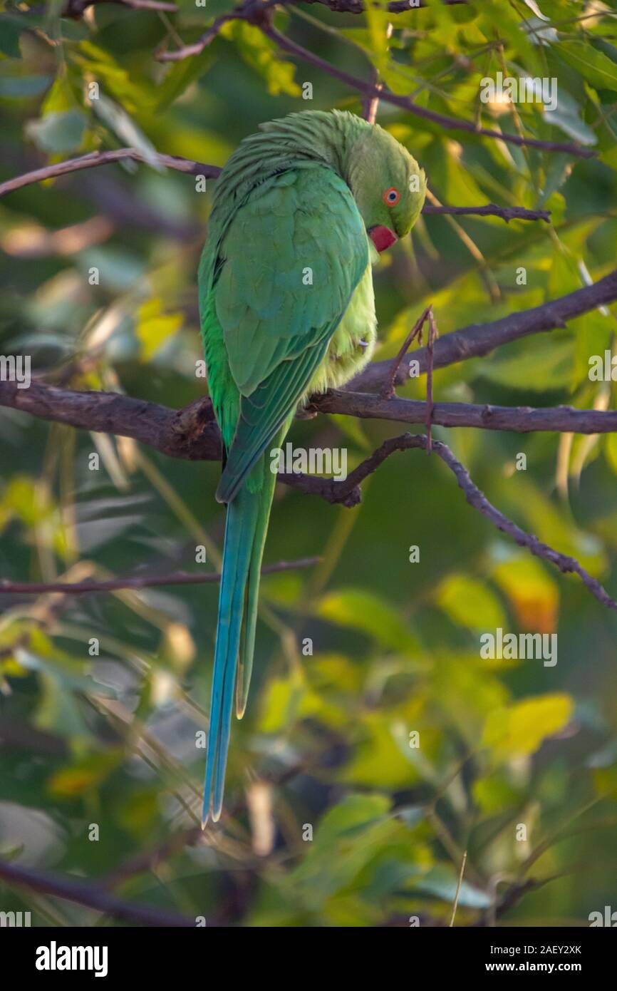 Indische Brücke Kadugodi Ring-Necked Papageien in Bangalore, Indien Stockfoto