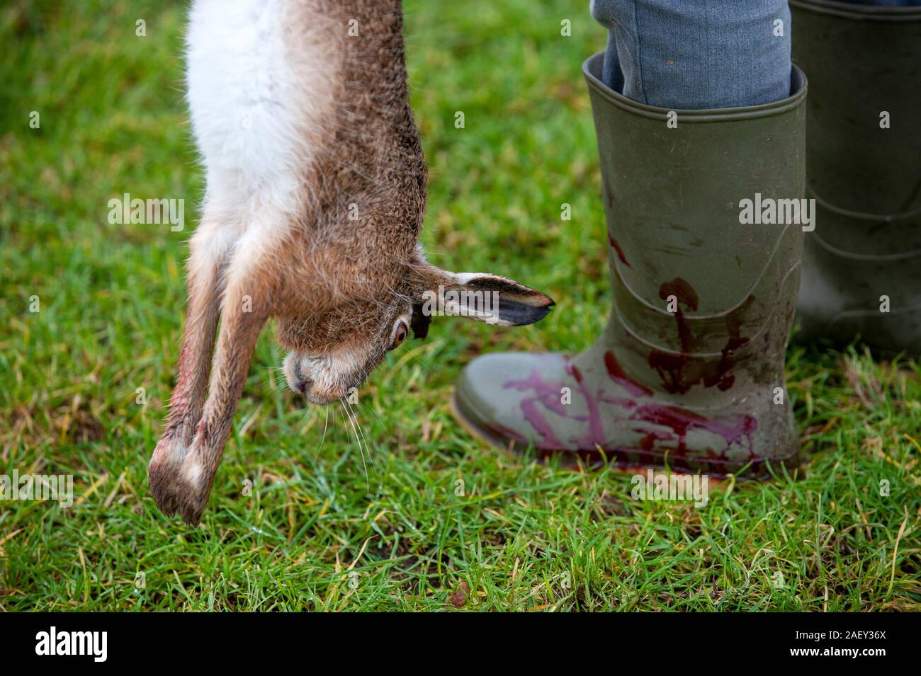 Ein Jäger mit Blut auf seinem Boot und einem toten Hasen, die gerade von ihm geschossen wurde. Stockfoto