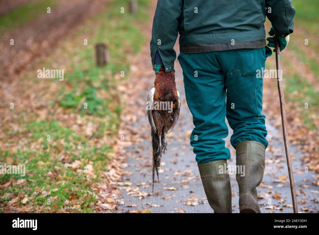 Ein Mann geht mit einem toten Fasan in seiner Hand, die gerade von einem Jäger erschossen wurde. Stockfoto